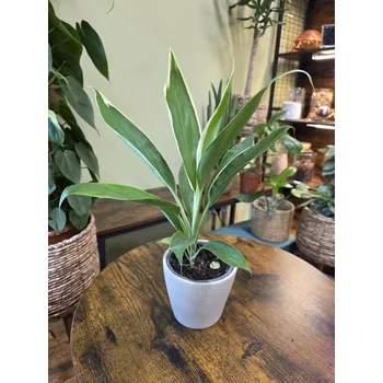 Cordyline Fruticosa Conga