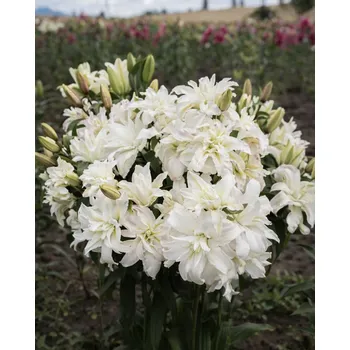 Semeno Lilie 'Roselily Petronella ®' 1 ks