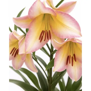 Semeno Lilie 'Beijing Moon' 1 ks