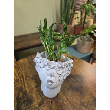 Epipremnum Shangri La mini