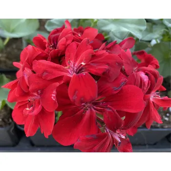 Pelargónie peltátum červený plný (muškát převislý) - 1202