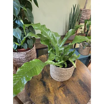 Microsorum Crocodyllus (Kapradina)