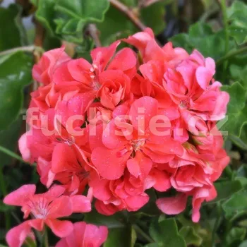 Pelergónium peltátum Apricot (Apricot muškát převislý) - 1204