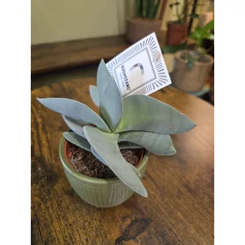 Crassula Boomerang
