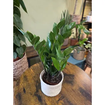 Zamioculcas Zamiofolia