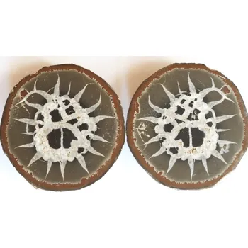 Drahý kámen SEPTARIE (Dračí vejce) XL /5