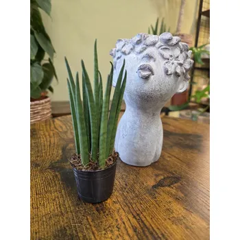 Sansevieria Mikado mini