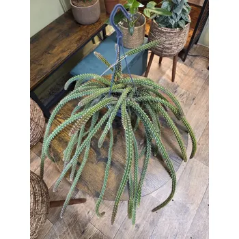 Aporocactus Malisonii