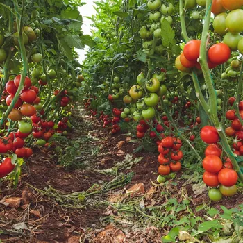 Semeno BIO Rajče Matina - Solanum lycopersicum - bio semena rajčete - 15 ks