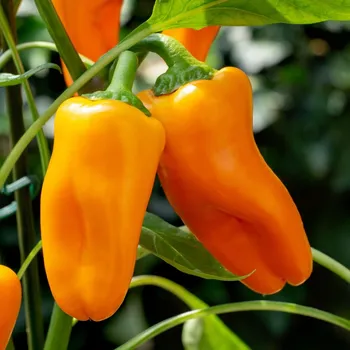 Semeno BIO Paprika Flynn F1 - Capsicum annuum - bio semena papriky - 6 ks