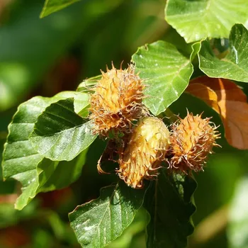 Semeno Buk lesní - Fagus sylvatica - semena buku - 7 ks