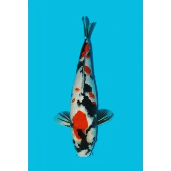 Krmivo pro rybičky Showa Sanshoku