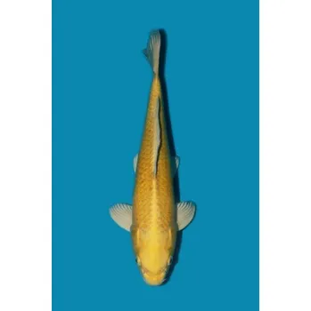 Krmivo pro rybičky Yamabuki Ogon