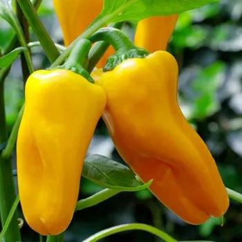 Semeno Paprika Snacking Yellow F1 - Capsicum annuum - semena papriky - 5&nbsp;ks