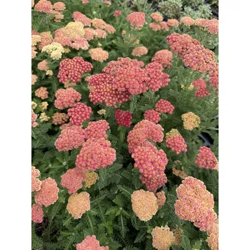 Semeno Lukon Glads Achillea SKYSAIL FIRE - řebříček