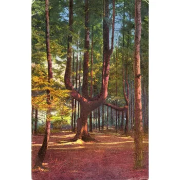 Stará Pohlednice A15, COTHEN Rok 1919