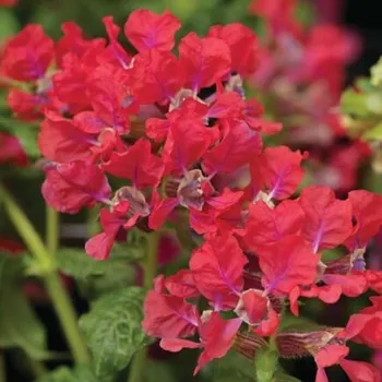 Semeno Hlazenec ohnivý Rose - japonská myrta - Cuphea Ilavea - semena hlazence - 15&nbsp;ks