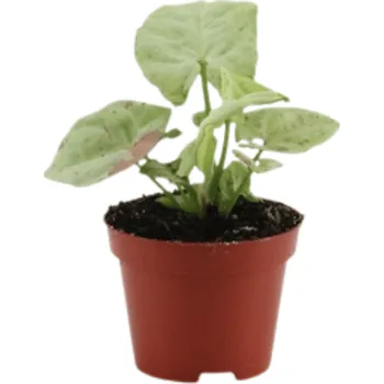 Gardners Syngonium Confetti, průměr 6 cm Syngonium, Syngónium