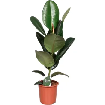 Gardners Ficus elastica Robusta, průměr 17 cm Fíkovník pryžodárný, Fíkovník, Gumovník