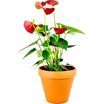 Gardners Anthurium andraeanum mix, průměr 9 cm Anturie, Toulitka, Prasečí ocásek
