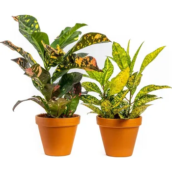 Gardners Codiaeum mix, průměr 12-14 cm Kroton, podivec pestrý