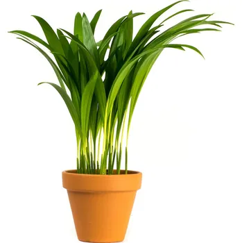 Gardners Dypsis Lutescens (areca), průměr 17 cm Palma areková