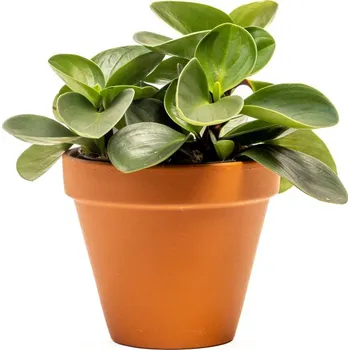 Gardners Peperomia obtusifolia Red Canyon, průměr 12 cm Peperomie, pepřinec