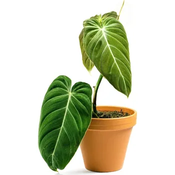 Gardners Philodendron Melanochrysum, průměr 12 cm Filodendron