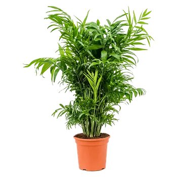 Gardners Chamaedorea elegans, průměr 21 cm Chamedorea sličná, Palma horská, Oštěpuška nádherná