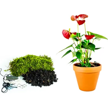 Gardners Kokedama "Vyrob si sám" Anthurium mix (M) Anturie, Toulitka, Prasečí ocásek