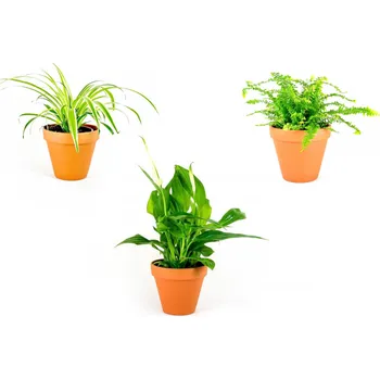 Gardners Set rostlin čistících vzduch ve stínu