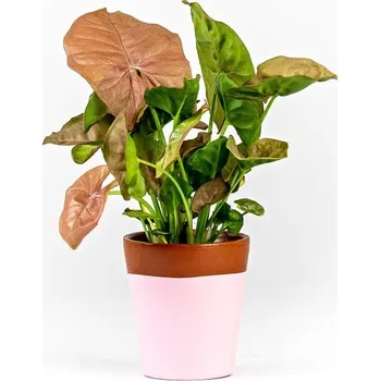 Gardners Syngonium podophyllum Pink (Neon), průměr 6-7 cm Syngonium, Syngónium