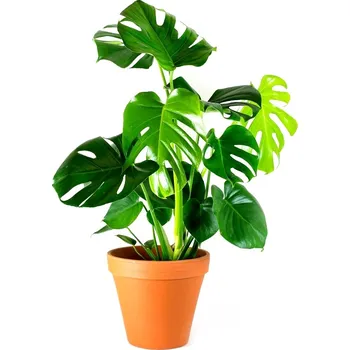 Gardners Monstera deliciosa, průměr 19 cm Monstera skvostná