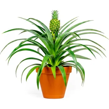 Gardners Ananas Sol, průměr 12 cm Ananasovník