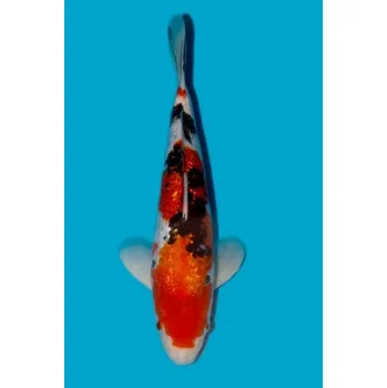 Krmivo pro rybičky Gin Rin Showa