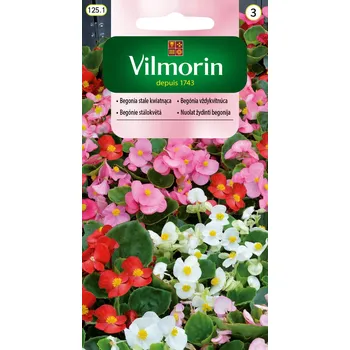 Semeno Begónie SMĚS F1