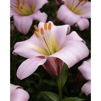 Semeno Lilie 'Pink Planet' 1 ks