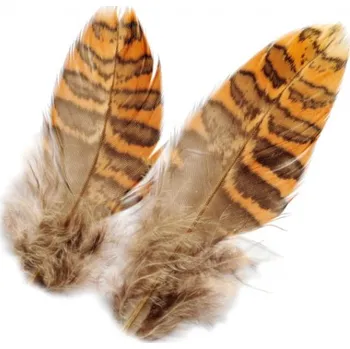 Body Sluka Veniard Woodcock Body Plumage