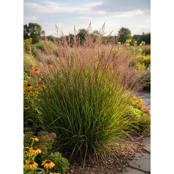 Semeno Proso prutnaté 'Shenandoah'