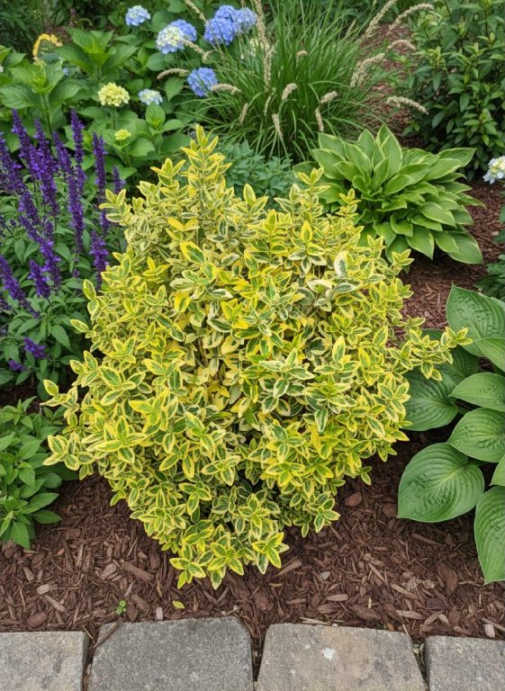 Brslen japonský 'Ovatus Aureus'