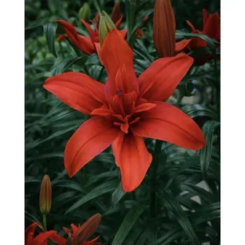 Semeno Lilie 'Red twin' 1 ks