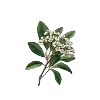 samolepka Samolepky - listy rostlin VI (sada 5 ks)