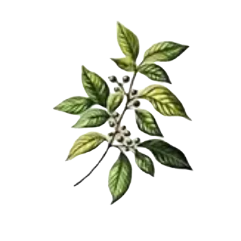 samolepka Samolepky - listy rostlin III (sada 5 ks)