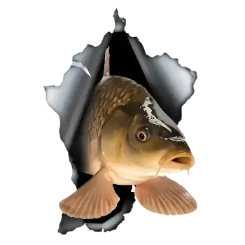 Samolepící dekorace Vinylová samolepka - kapr (10,0 x 15,0 cm)