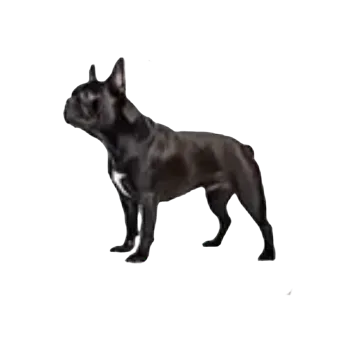 samolepka Samolepky - pejsci X (sada 5 ks)