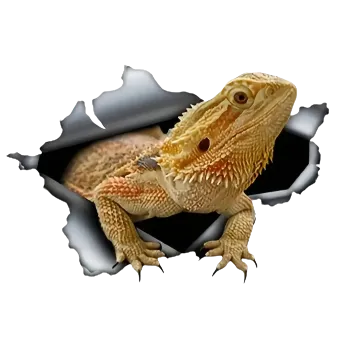 Samolepící dekorace Vinylová samolepka - agama (20,3 x 13,6 cm)