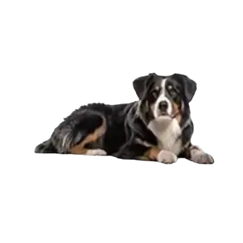 samolepka Samolepky - pejsci VII (sada 5 ks)