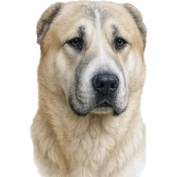 Samolepicí dekorace na vozidlo NÁLEPKA na Auto | STŘEDOASIJSKÝ OVČÁK PES PŘÍTEL