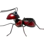 Mravenec hnědočervený s květníkem