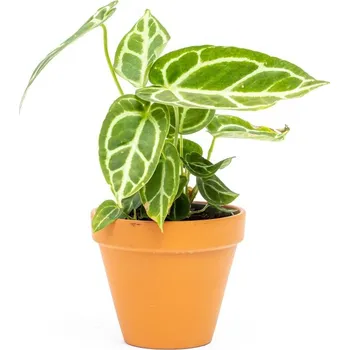 Gardners Anthurium Crystallinum, průměr 12 cm Anturie, Toulitka, Prasečí ocásek